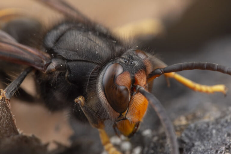 Asian Hornet - Black Head and Yellow Face