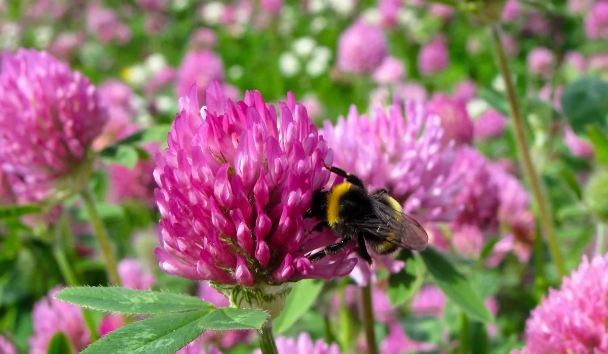 A Bumble on Red Clover